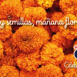 Flores de Cempasuchil con frase "Hoy semillas mañana flores"